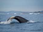 Diving Humpback whale in the Sermilik fjord in East Greenland.. Art Print